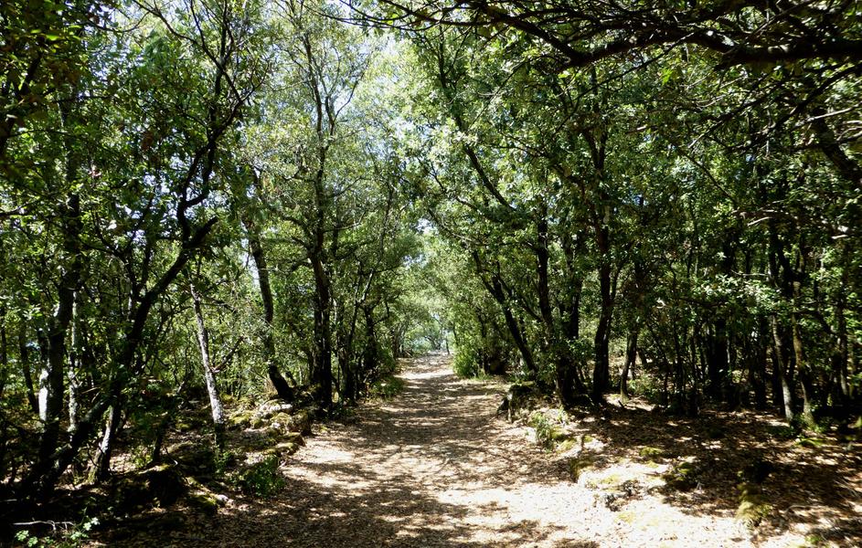 Ganagobie - Forêt du Prieuré