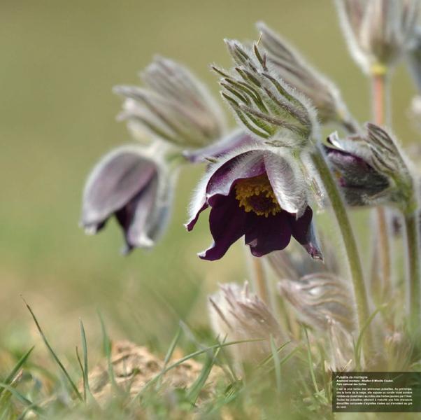 Exposition Hautes en couleurs, panneau de la pulsatille - © Parc national des Ecrins Exposition hautes en couleurs - © Parc national des Ecrins