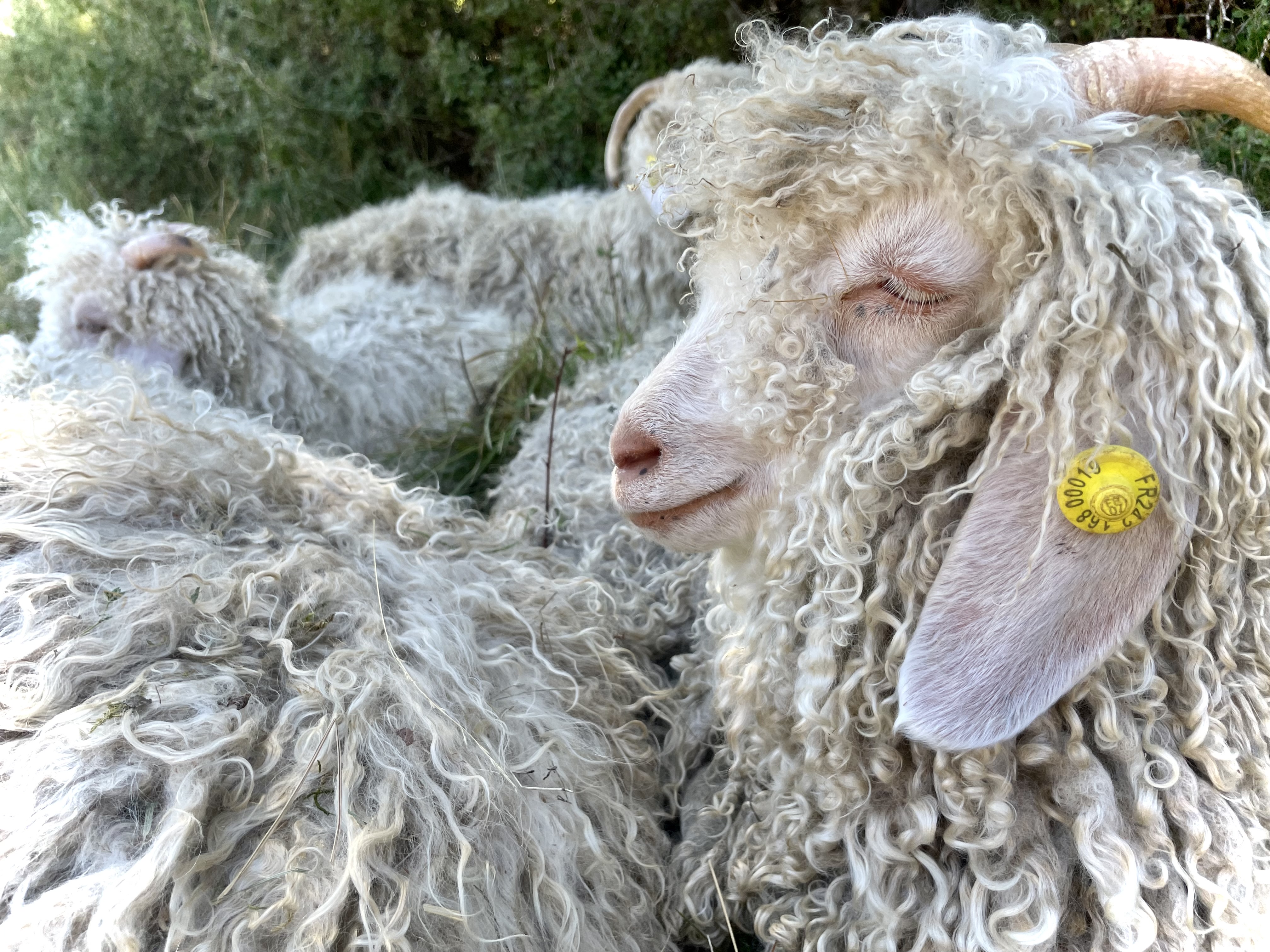 Mohair en Vercors