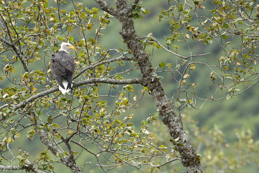 Exposition “KODIAK, l'île des grands ours” - Geoffrey Garce - Festival Du Film Nature_Saint-Gervais-les-Bains