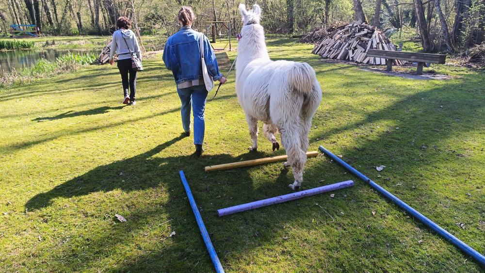 L'Éclimont et ses Lamas_Abbéville-la-Rivière