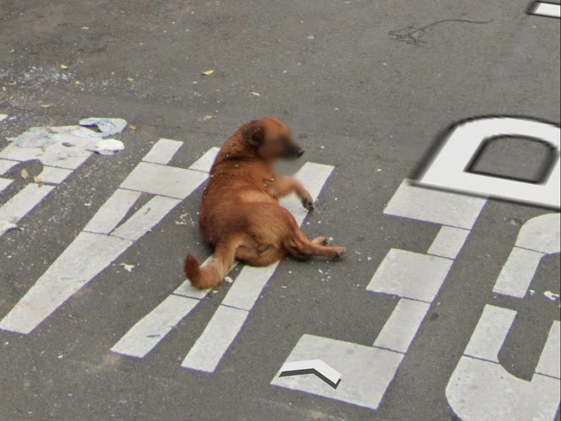 Extrait du film Accidental animals