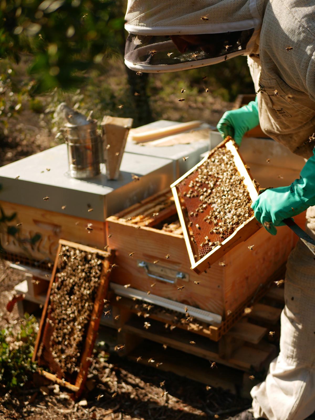 Butinarello - photo 3