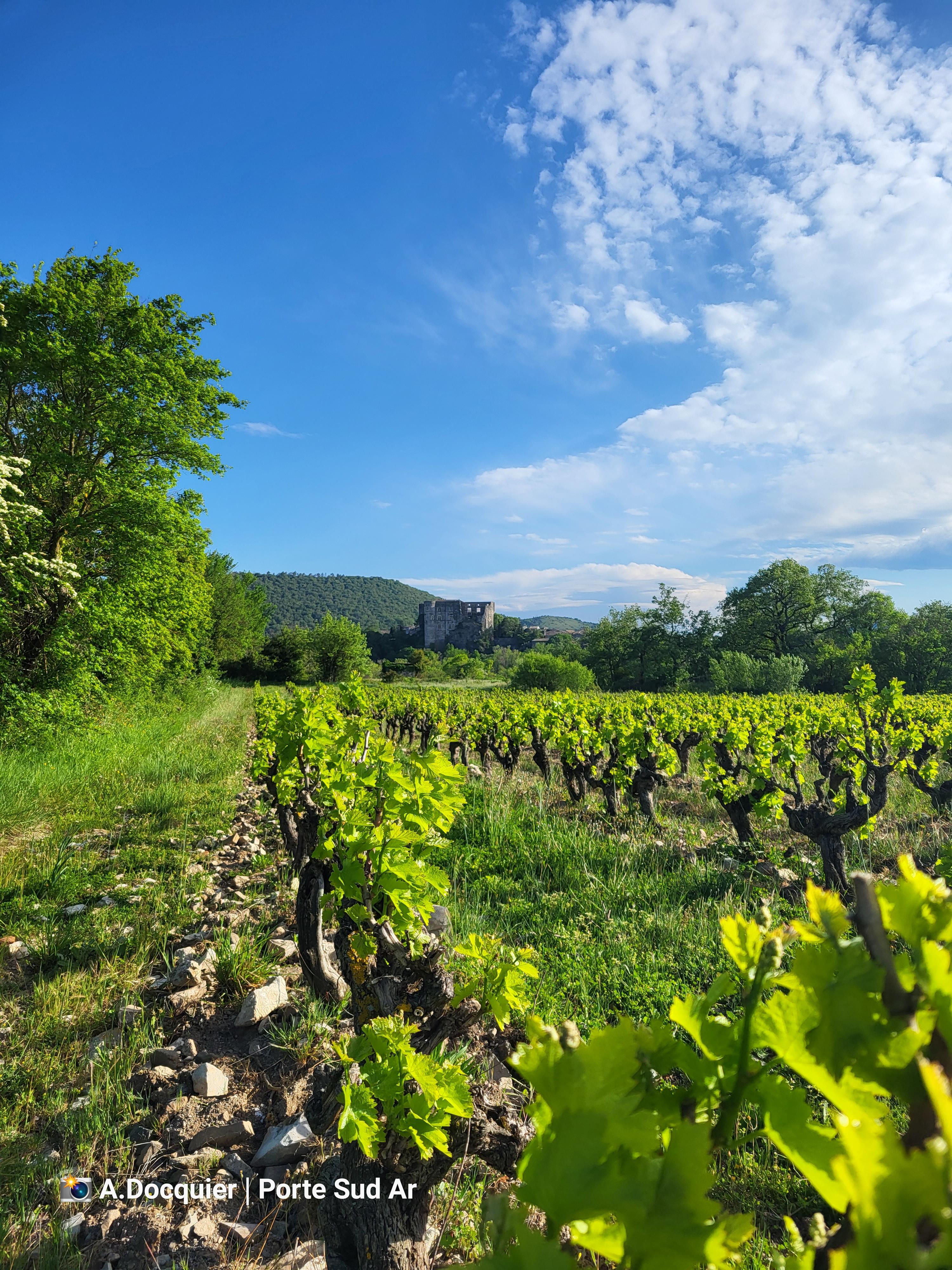 VignesChateau-Alba©A.Docquier