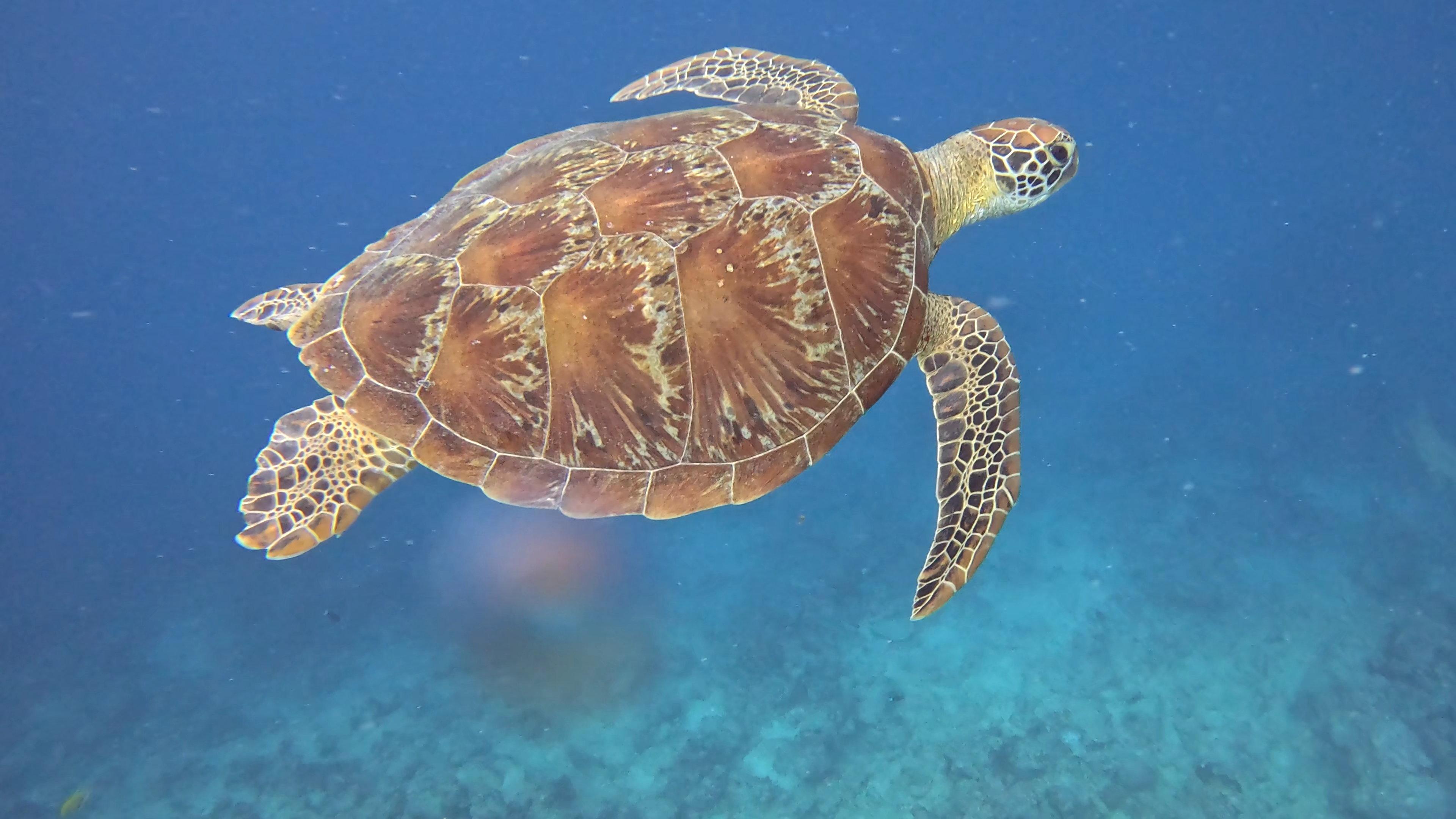 Snorkeling : palmes, masque et tuba (PMT) - Eden Blue Caledonia