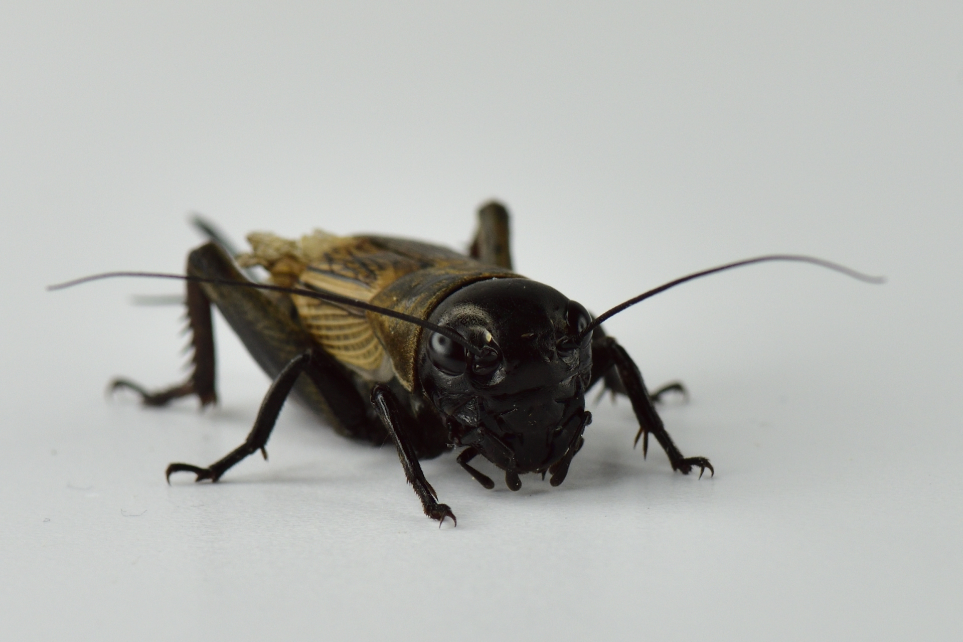 sejour scolaire iddj theatre insecte drome