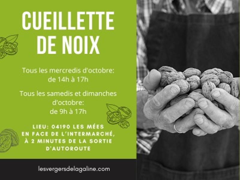 Cueillette de noix Du 2 au 30 oct 2024