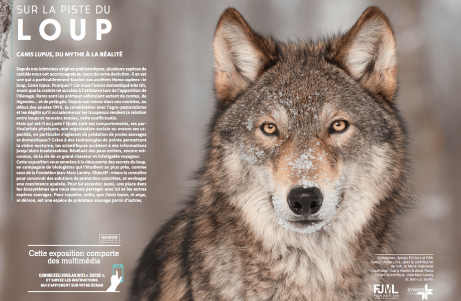 Exposition 'Sur la piste du loup'_Chabottes - © Médiathèque Le Chabotté Exposition 'Sur la piste du loup'_Chabottes - © Médiathèque Le Chabotté
