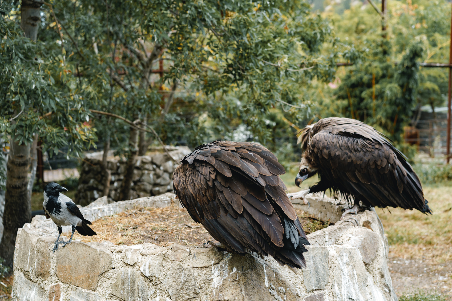 Randonnée les rapaces, vautours