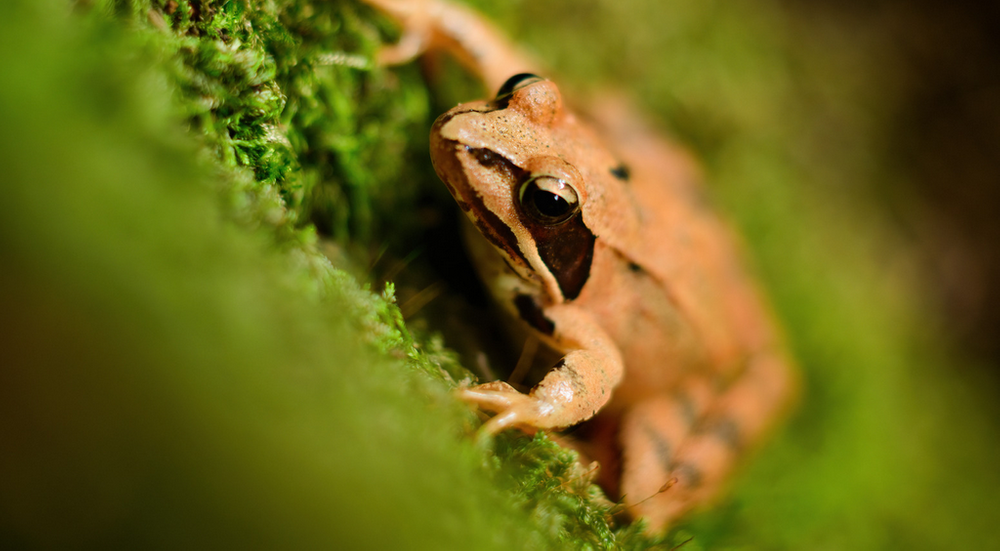 http://Les%20mercredis%20des%20marm'eau%20Agiles%20Grenouilles%20!