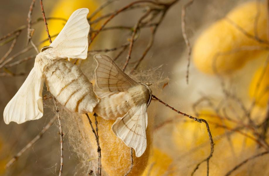 Coupe de papillons du ver à soie