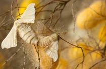 IMG_9662 - Simon Bugnon pour le musée de Lagorce - tous droits réservés