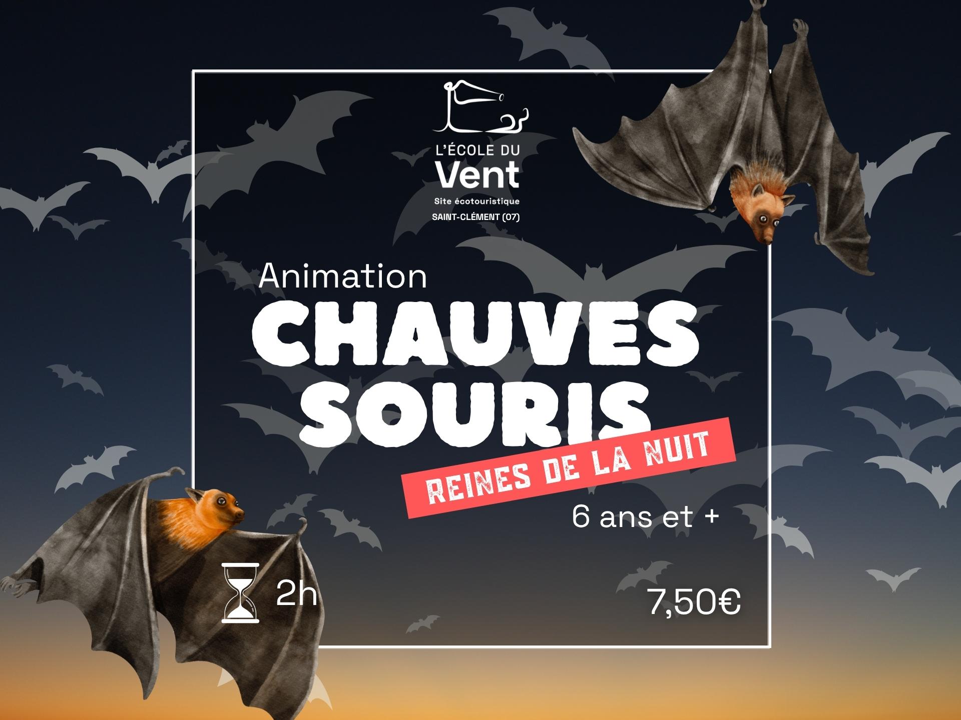 Chauve-souris, reines de la nuit