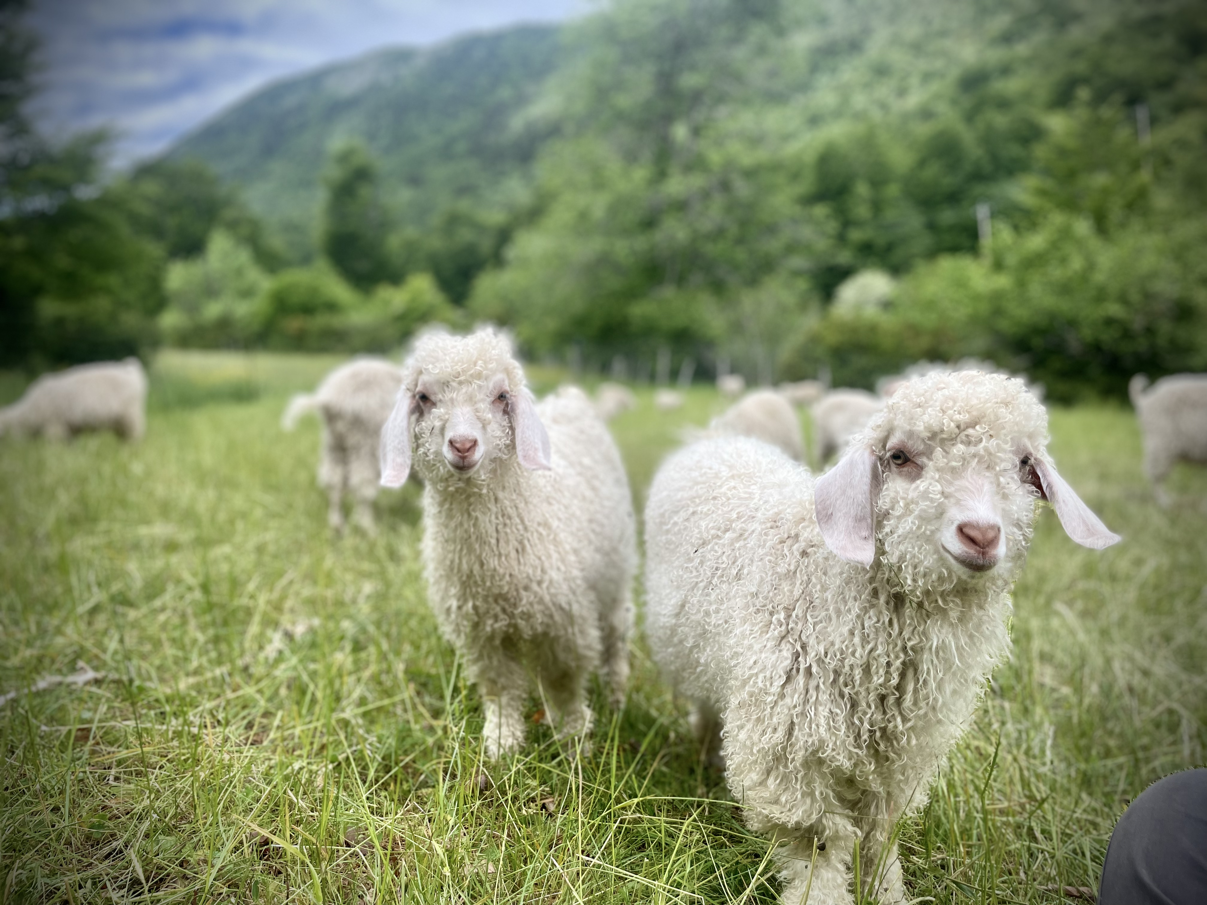 Mohair en Vercors