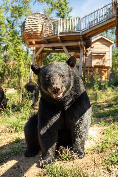 Cabane perchée Safari de Peaugres