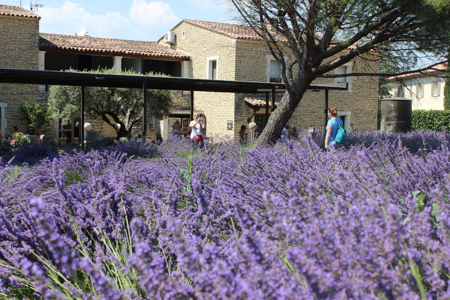 MUSEE_DE_LA_LAVANDE_LUBERON (1)