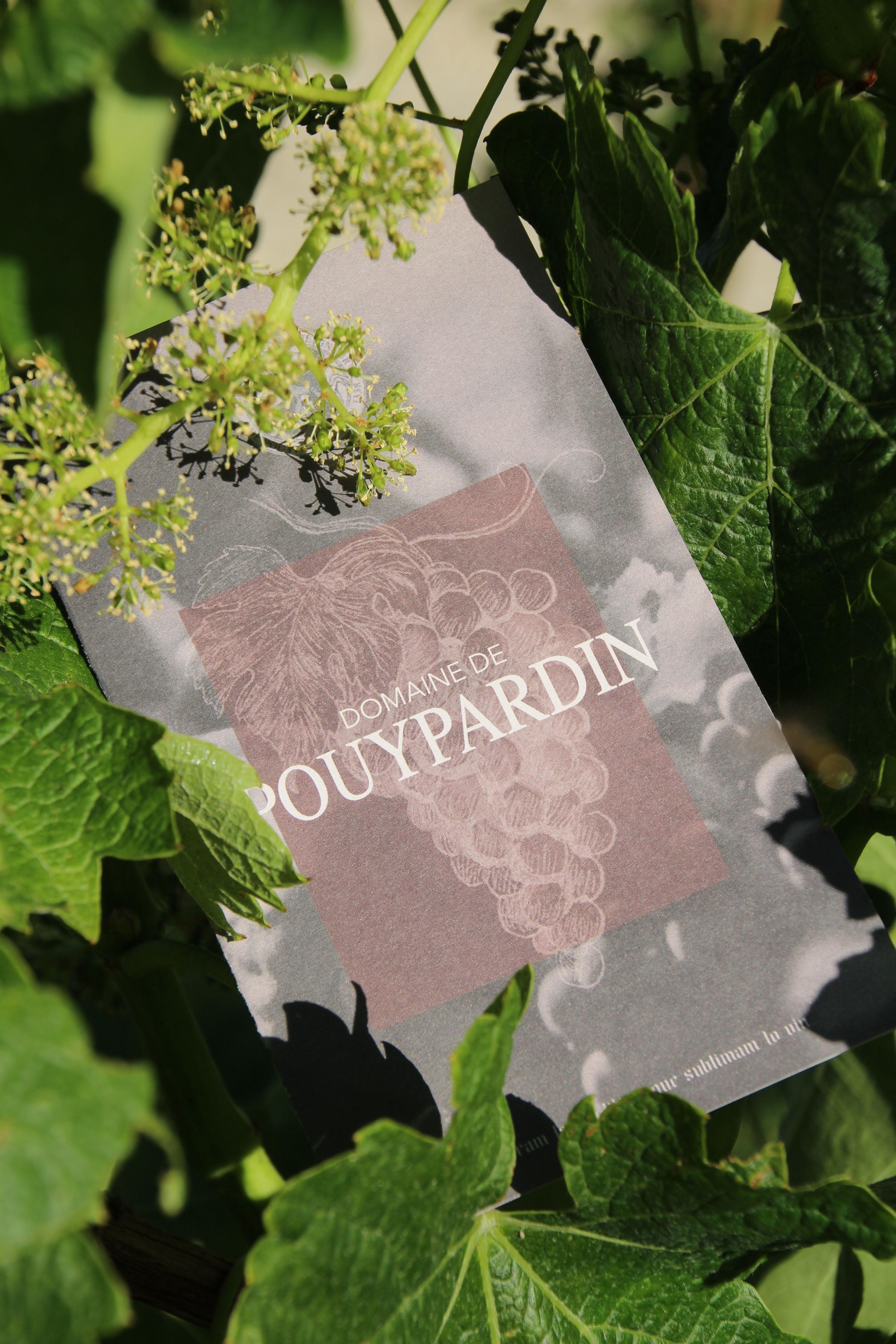 Domaine de Pouypardin