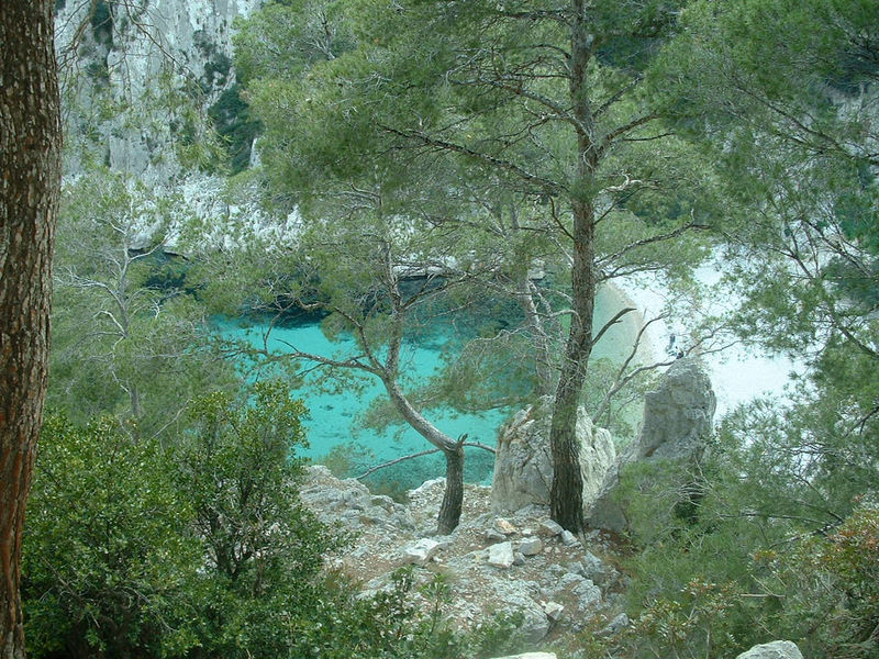 Les arbres dans les calanques