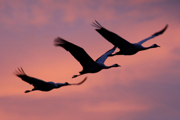 Visite au lever des Grues cendrées aux Marais du Vigueirat