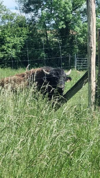 Circuit VTT-VTC n°26 (noir)_Tour de St Didier d'Aussiat