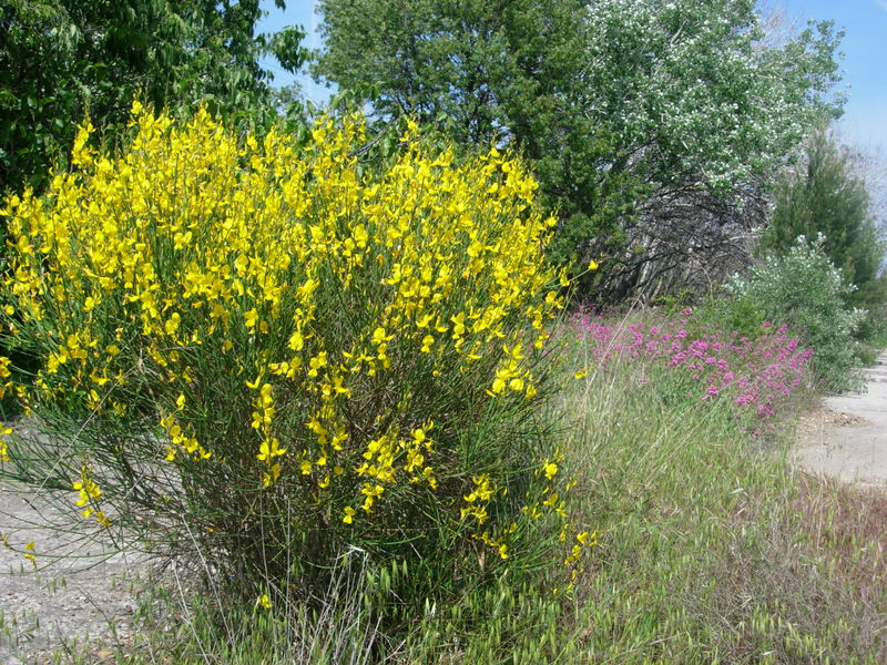 Botanique Porquerolles