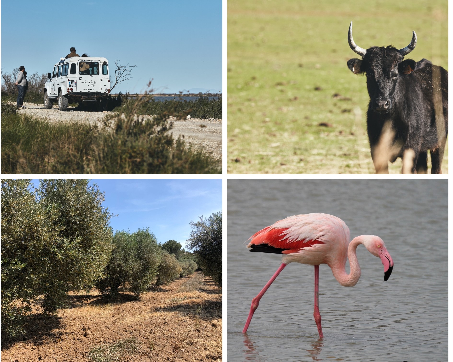 Camargue-Alpilles Safaris — photo 2