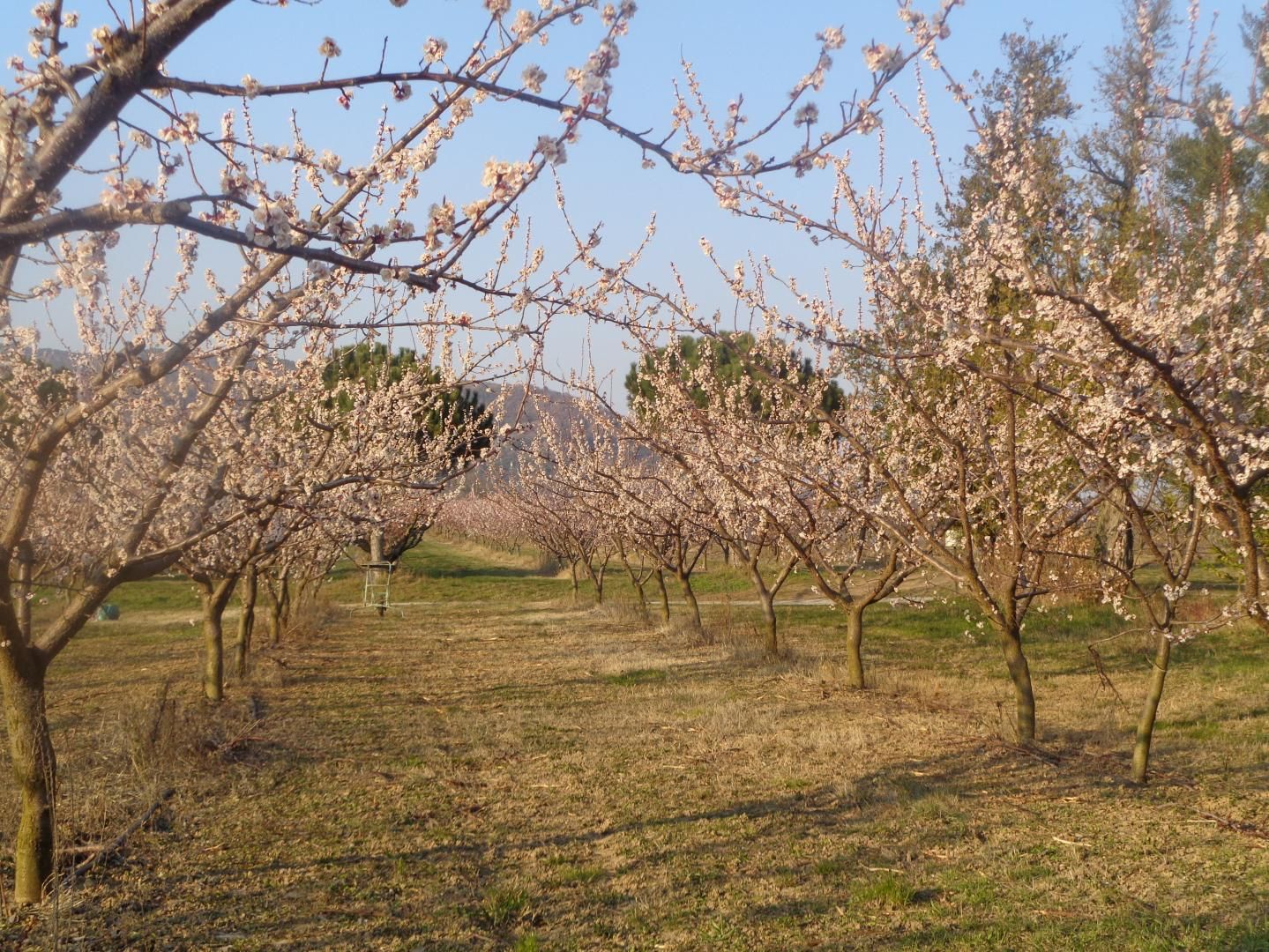 Abricotiers en fleurs devant le petit gîte