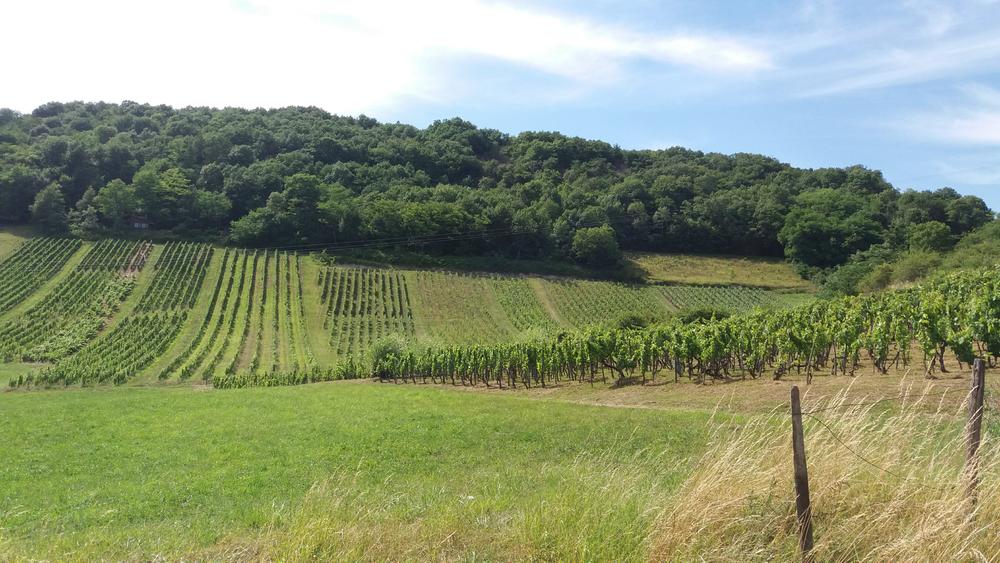 Belvédère du Mont de Rignat - Vignes de Journans et Rignat_Journans