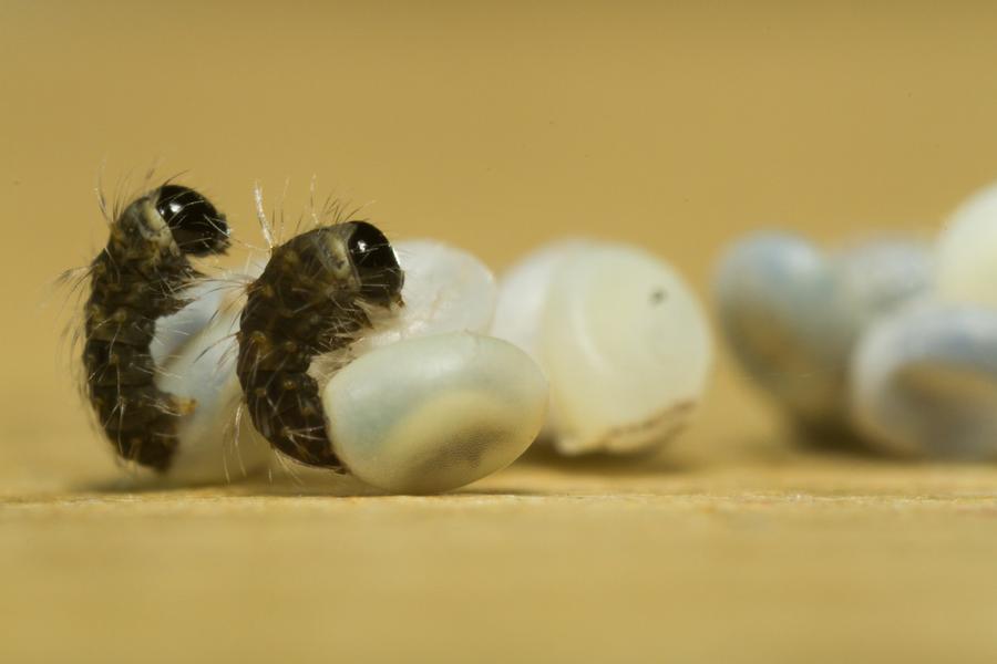 éclosion de larves de vers à soie