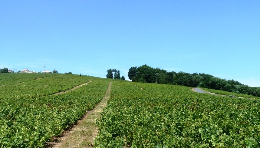 Parcelle du Domaine Pardon
