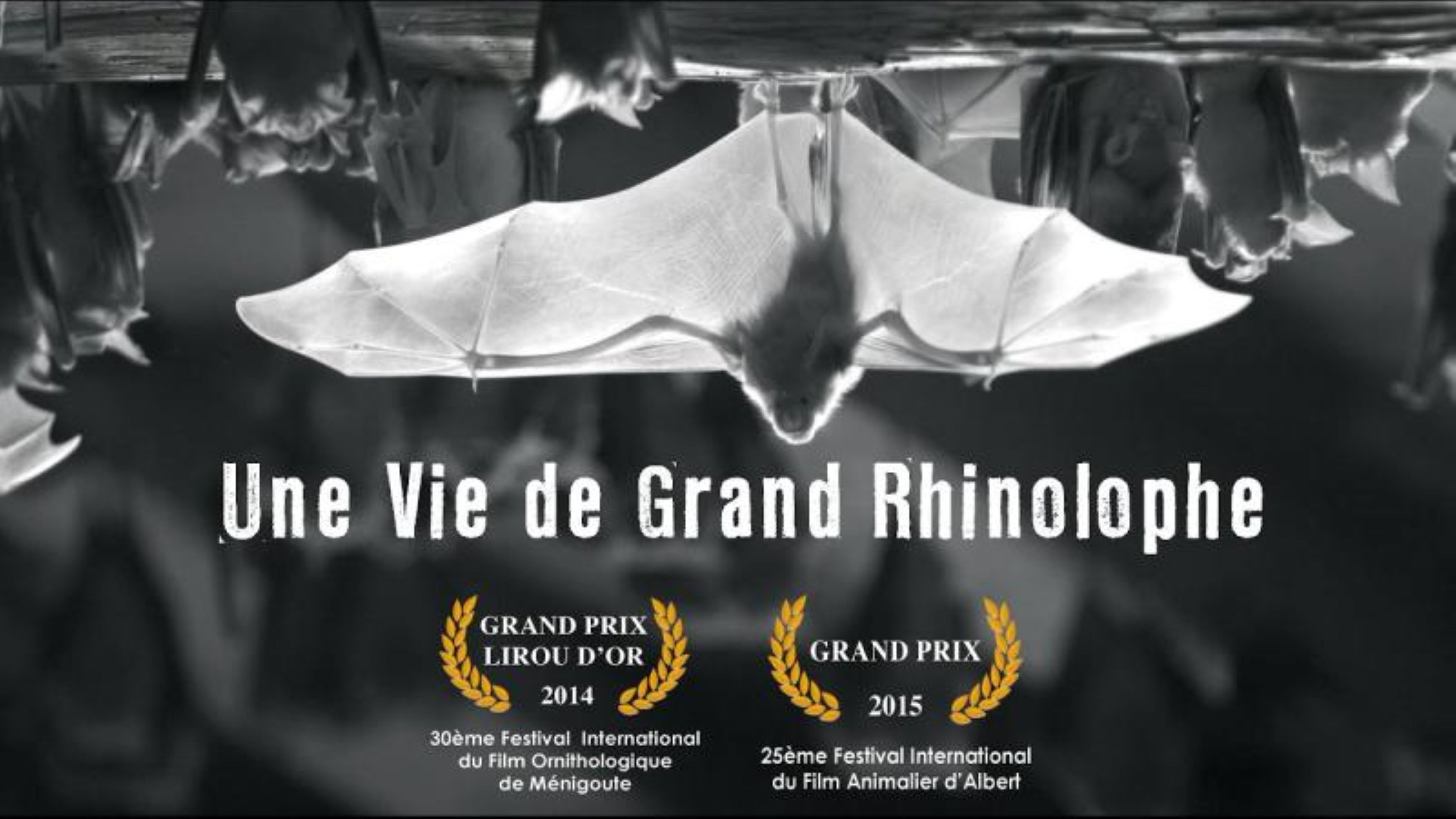 Animation nature "La pollution lumineuse vue par une chauve-souris" : soirée ci…