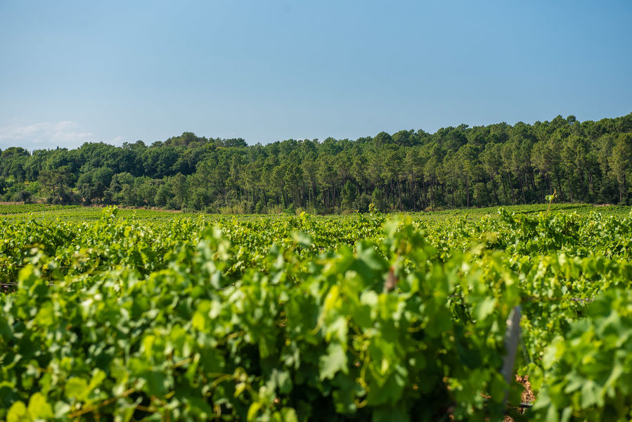Sentiers des vignerons (difficile) – Bollène - Bollène