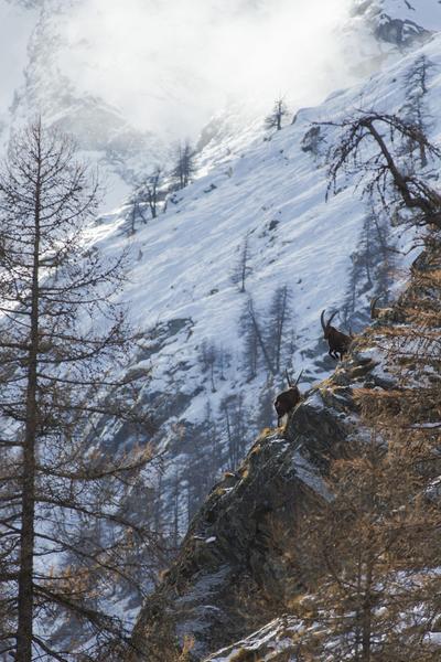 Suivi bouquetin - Comptage_Abriès-Ristolas - © B.GUILLET