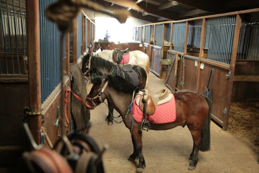 AGM équitation poney club de Corbreuse