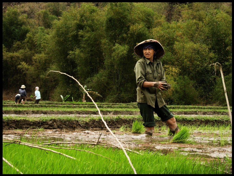 Viet Food