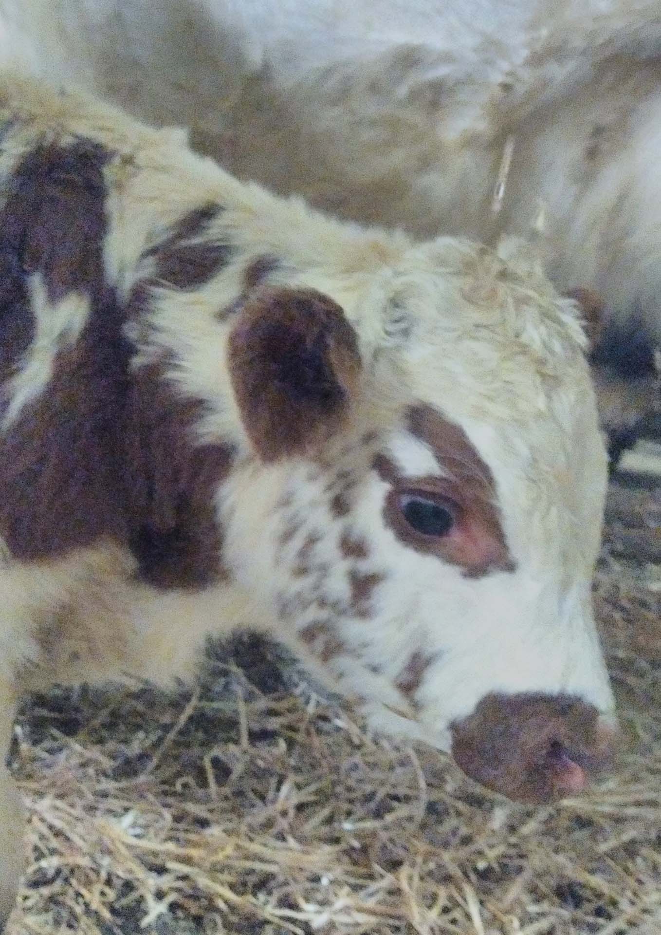 Escapade en montagne et goûter à la ferme