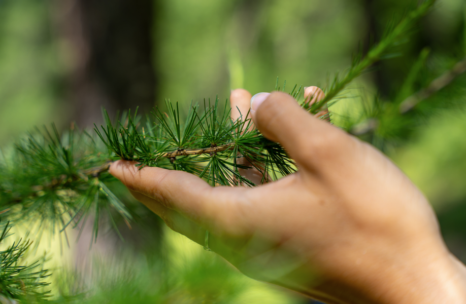 Pure Flow : Plantes médicinales et comestibles_Les Orres