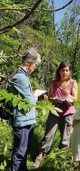 Reconnaître et utiliser les bourgeons des plantes avec Anne MERRY_Vallouise-Pelvoux