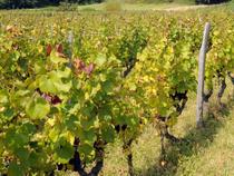 Domaine Nicolas Gonin - viticulteur - Saint-Chef - Balcons du Dauphiné