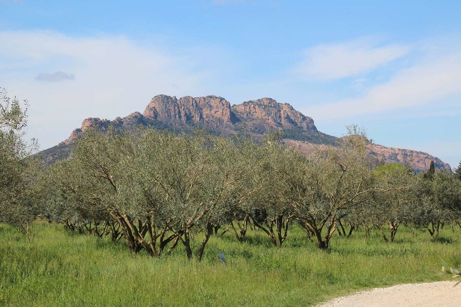 Domaine de l'Olivette | Domaine de l'Olivette Domaine de l'Olivette