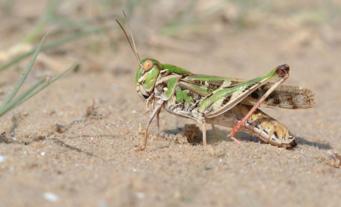 Un désert plein de vie - Sortie avec les écogardes