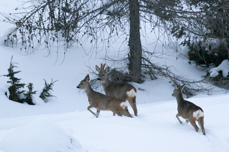 Observer la nature en hiver Le 18 janv 2025