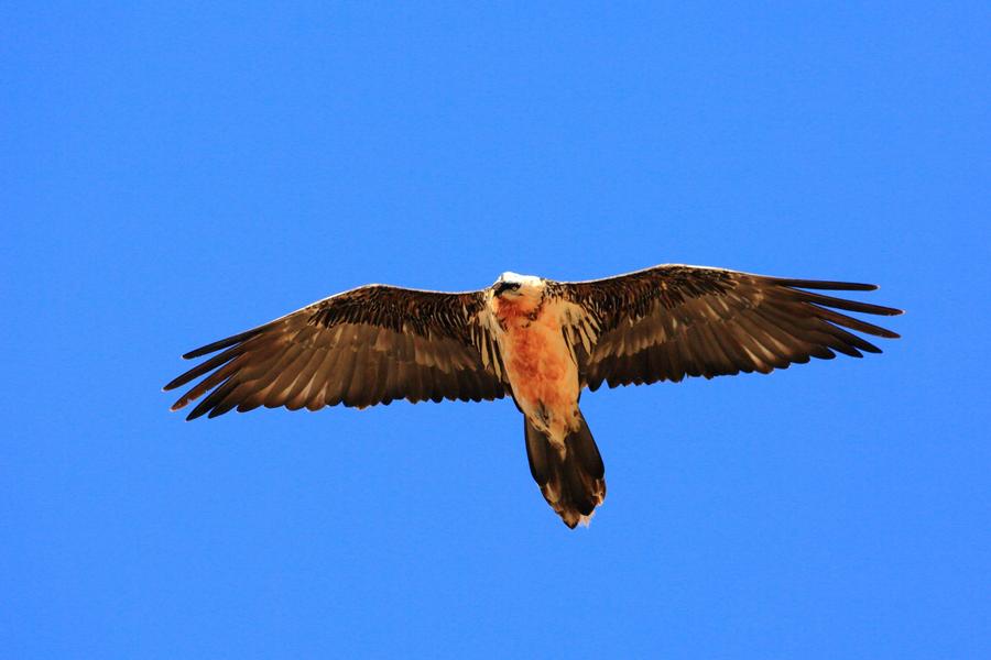 Rdv avec un garde-moniteur : le gypaète barbu du Valgaudemar