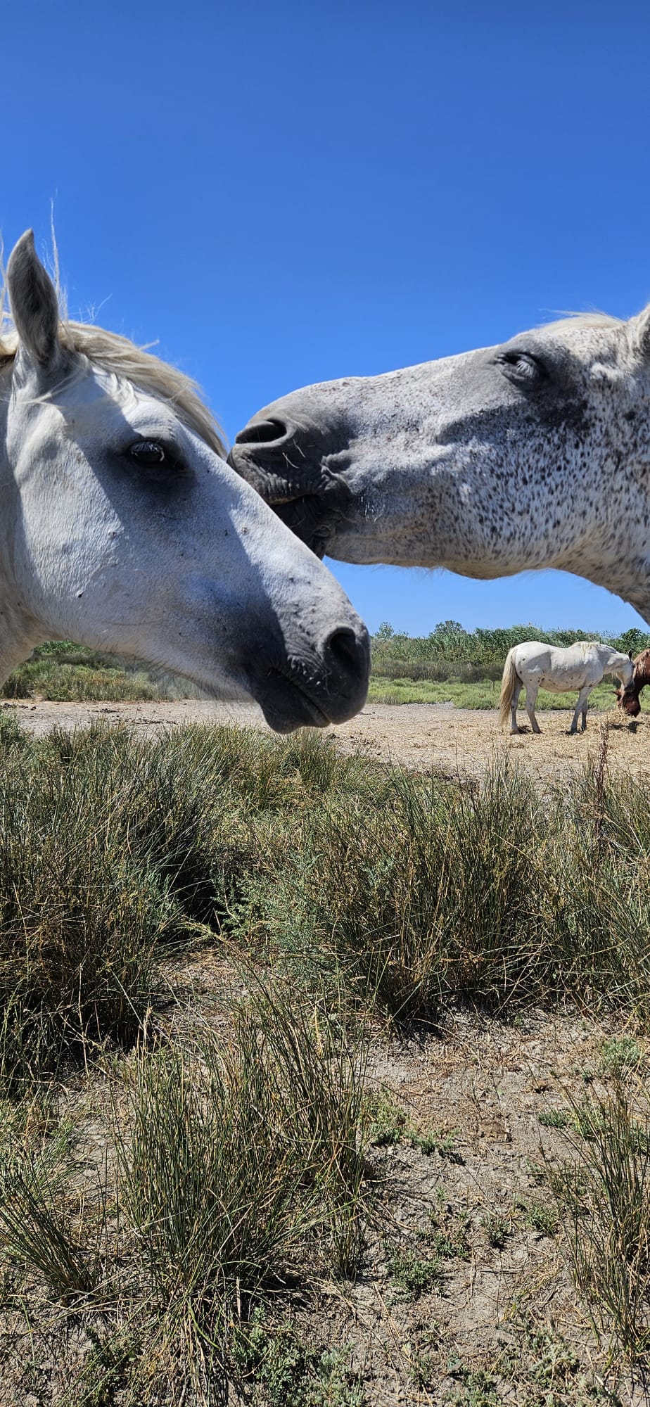 L'Oasis Camarguaise