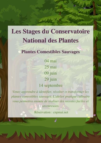 Stage : Cueillette sauvage - Plantes comestibles