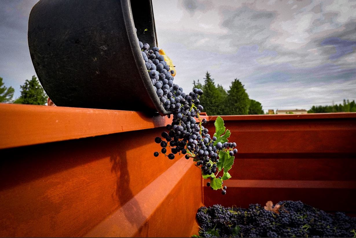 Domaine Jas Monges - photo 5