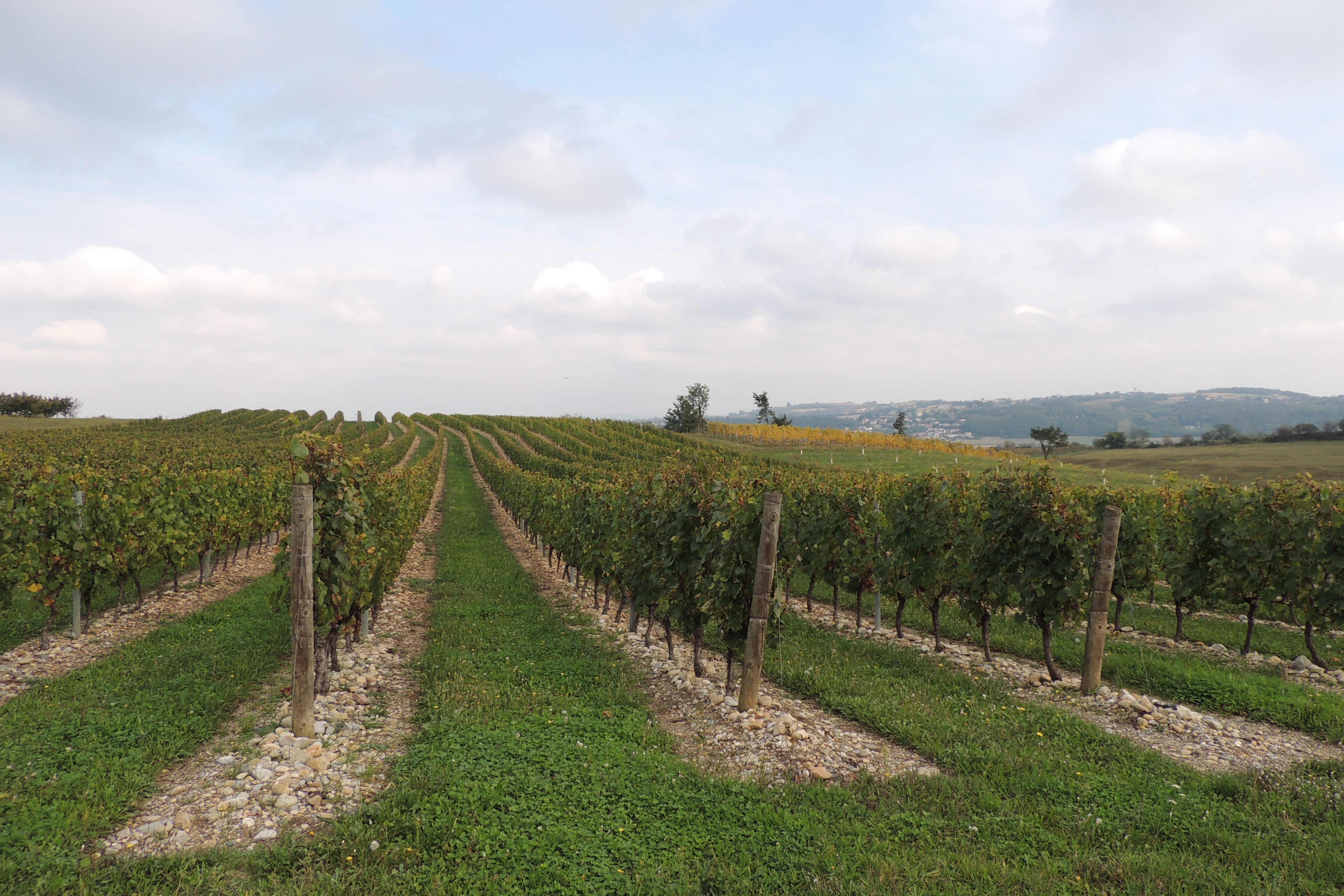 Vignes des Coteaux du Lyonnais