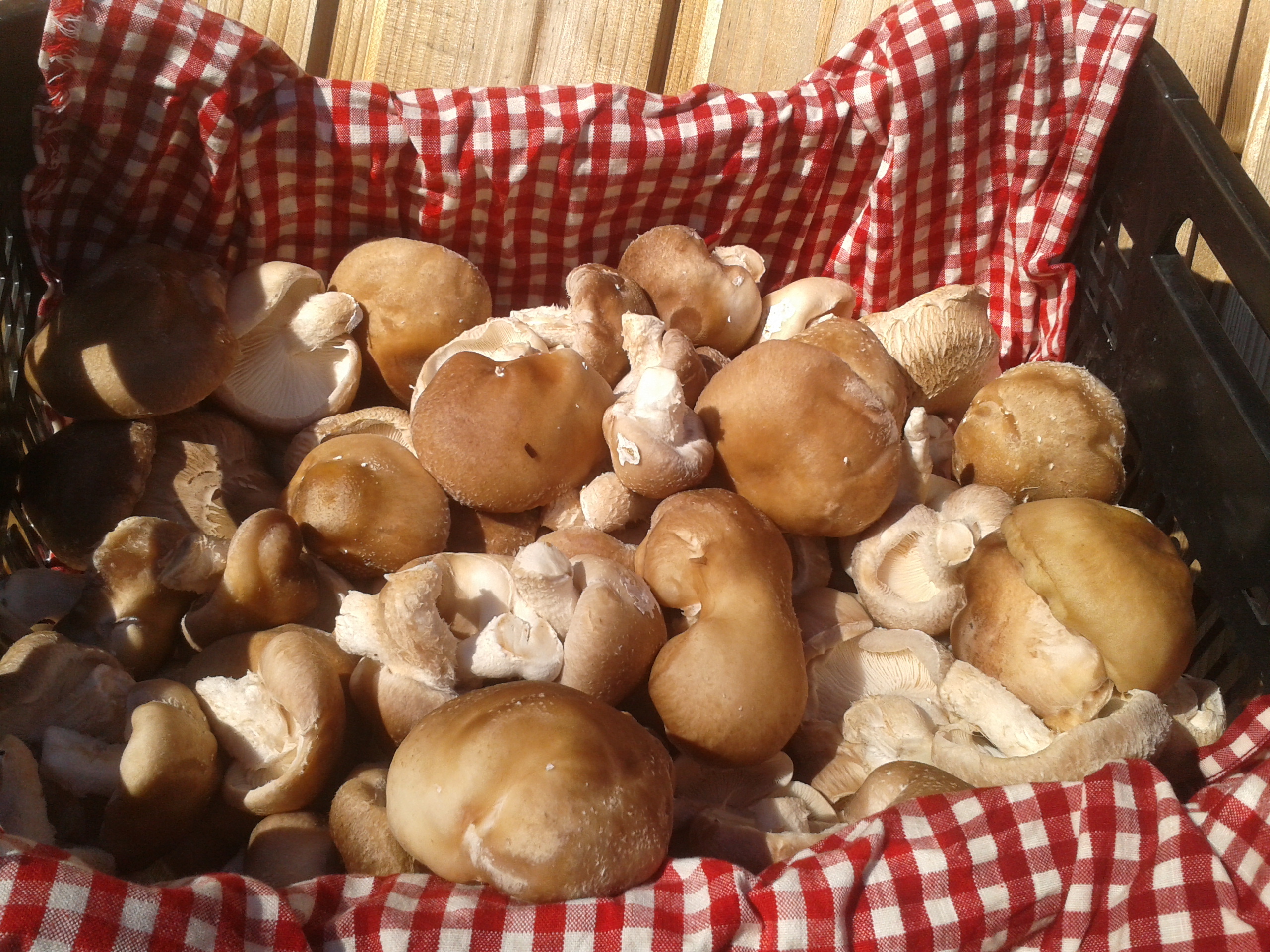 Champignons