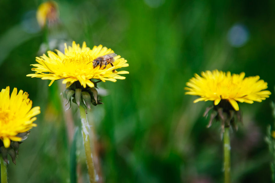 Miellerie des Gorges de la Loire