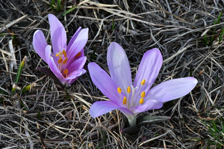 Diaporama 'Flore de montagnes en images'_Molines-en-Queyras
